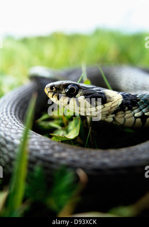 Nahaufnahme der Ringelnatter aufgerollt Stockfoto