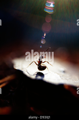 Sonnenlicht fällt auf Waldameisen Stockfoto