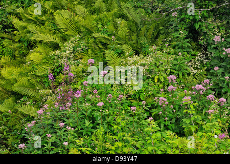 Farne Zimt Blumen Joe – Pye Weed und blühenden Sträuchern Jungfrauen Bower in einer kleinen schattigen Schlucht Greater Sudbury Ontario Kanada Stockfoto