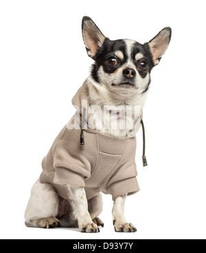 Chihuahua mit einem Pullover, 18 Monate alt, sitzt vor weißem Hintergrund Stockfoto