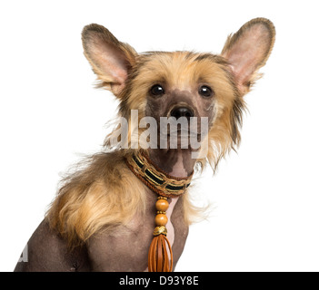 Nahaufnahme des Chinese Crested Dog Welpen, 4 Monate alt, vor weißem Hintergrund Stockfoto