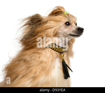 Nahaufnahme der ein Chinese Crested Dog, 30 Monate alt, windgepeitschten vor weißem Hintergrund Stockfoto