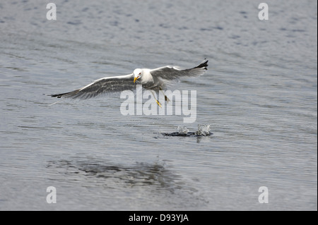 Gemeinsamen Möwe (Larus Canus) über See fliegen Stockfoto