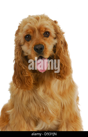 Cocker Spaniel mit Zunge heraus keuchend isoliert auf weißem Hintergrund Stockfoto