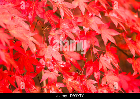 Acer Palmatum Ssp Amoenum, japanischer Ahorn im Herbst Stockfoto