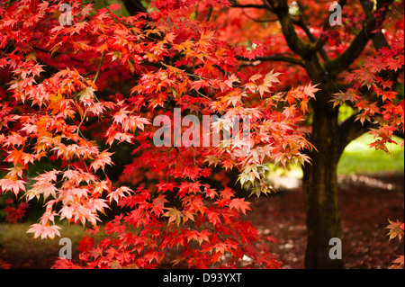 Acer Palmatum Ssp Amoenum, japanischer Ahorn im Herbst Stockfoto