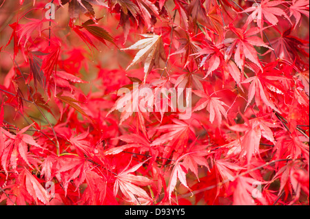 Acer Palmatum 'Beni Kagami', glatte japanische Ahorn im Herbst Stockfoto