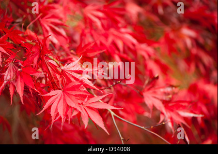 Acer Palmatum 'Beni Kagami', glatte japanische Ahorn im Herbst Stockfoto