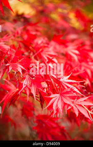 Acer Palmatum 'Beni Kagami', glatte japanische Ahorn im Herbst Stockfoto