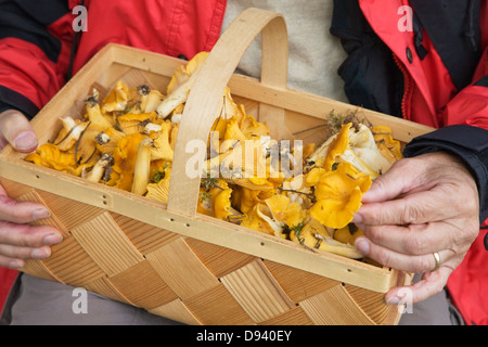 Frau hält Korb mit Pfifferlingen, Nahaufnahme Stockfoto