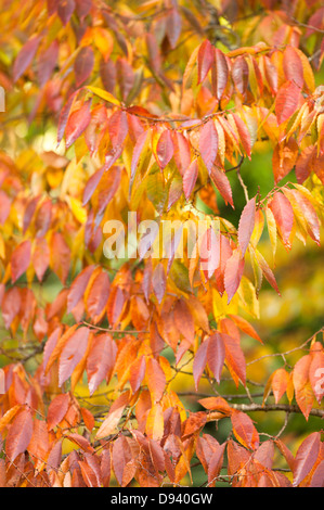 Zelkova Serrata, japanische Zelkova oder Keaki, im Herbst Stockfoto
