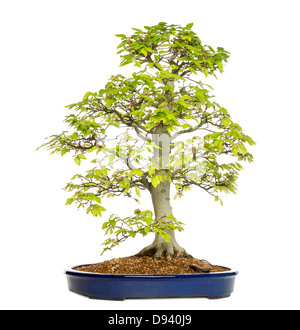 Bonsai Buche, Fagus Sylvatica, vor weißem Hintergrund Stockfoto