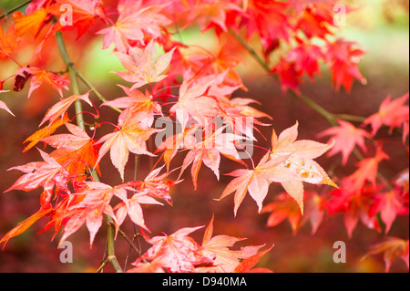 Acer Palmatum Ssp Amoenum, japanischer Ahorn im Herbst Stockfoto