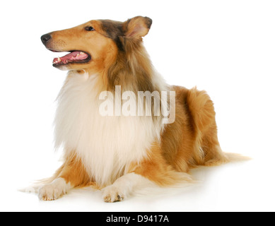 Collie - Rough Collie Festlegung mit Reflektion auf weißem Hintergrund Stockfoto