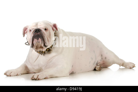 Bulldog Festlegung Blick auf Viewer auf weißem Hintergrund Stockfoto