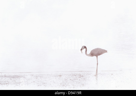 Flamingo stehen im See Stockfoto