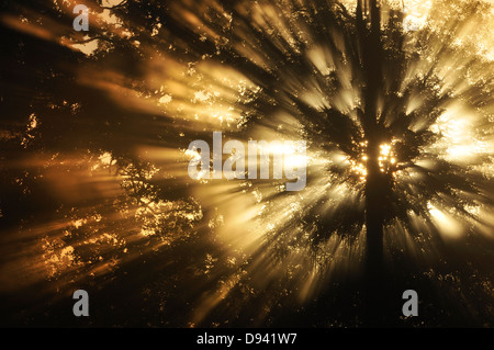 Sonnenstrahlen brechen durch Äste bei Sonnenaufgang Stockfoto