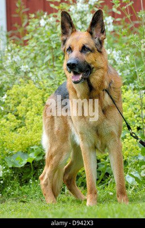 Deutscher Schäferhund im Hinterhof Stockfoto