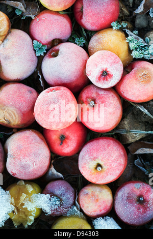 Gefrorene Äpfel Stockfoto