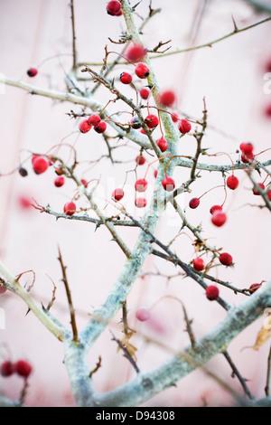 Weißdornbeeren im winter Stockfoto