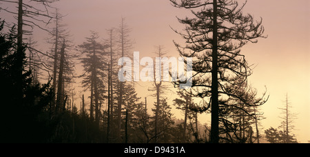 Sonnenaufgang über dem toten Bäume, Great Smoky Mountains Nationalpark, North Carolina, USA Stockfoto