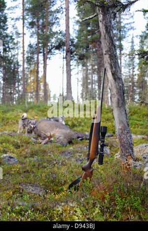 Riffle gelehnt Baum mit Jagdhund und totes Wildschwein im Hintergrund Stockfoto