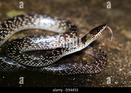 Lycodon Aulicus gemeinsamen Wolf Schlange in New Territories, Hong Kong Stockfoto