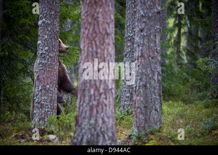 Bären im Wald, Finnland. Stockfoto