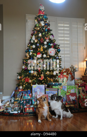 Zwei Haustier Chihuahuas vor nach Hause geschmückter Weihnachtsbaum mit Geschenken und Spielzeugeisenbahn Stockfoto