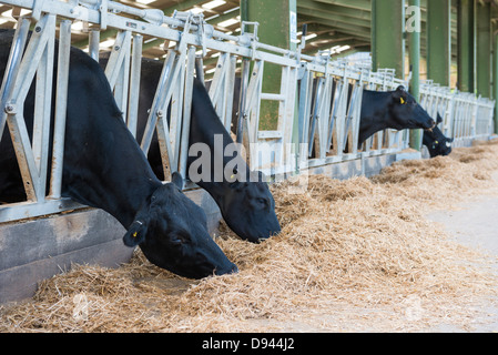 Milchvieh-Fütterung in einem Tagebuch-Einheit auf einem Bauernhof. Stockfoto