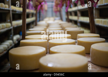 Käse runden Alterung auf Gestellen runden Cheddar-Käse Stockfoto