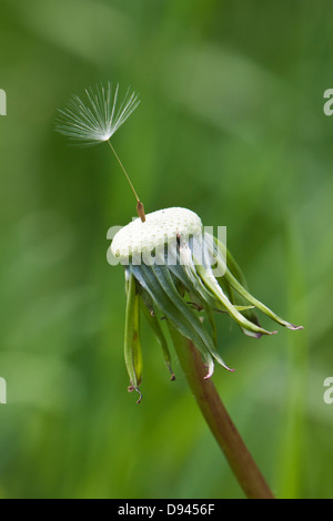 Letzte Samen auf Löwenzahn Kopf Stockfoto