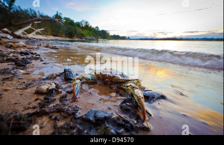 Maryland blaue Krabbe Ruhe am Strand im Vordergrund bei Sonnenuntergang an der Chesapeake Bay in Maryland Stockfoto