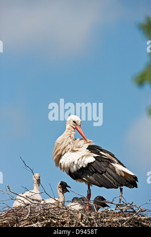 Familie Storch im nest Stockfoto