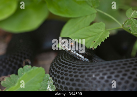 Nahaufnahme von viper Stockfoto
