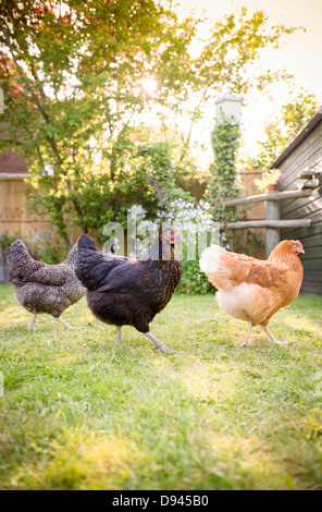 Eine Freilandhaltung Speckledy, Blackrock und Lohmann Brown Henne in einem Garten. Stockfoto