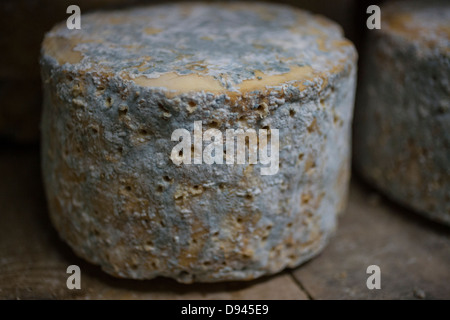 Blauschimmelkäse Räder werden auf einem Regal im Alter von Stockfoto