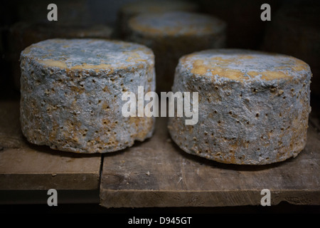 Blauschimmelkäse Räder werden auf einem Regal im Alter von Stockfoto