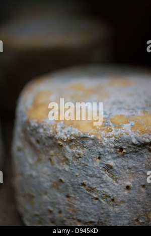 Blauschimmelkäse Räder werden auf einem Regal im Alter von Stockfoto