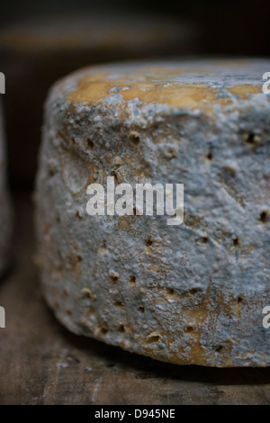 Blauschimmelkäse Räder werden auf einem Regal im Alter von Stockfoto