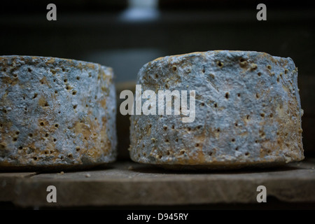 Blauschimmelkäse Räder werden auf einem Regal im Alter von Stockfoto