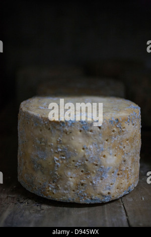 Blauschimmelkäse Räder werden auf einem Regal im Alter von Stockfoto