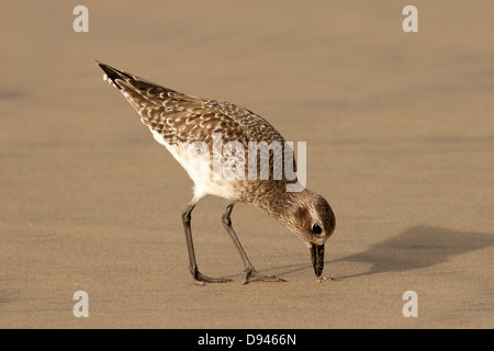 Graupfeifer (Pluvialis squatarola), auch Schwarzbauchpfeifer genannt, auf der Nahrungssuche am Strand im Winter Stockfoto