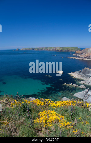 Skomer Island von Deadman Bay am Festland, mit gelben Ginster Blumen im Frühling Pembrokeshire West Wales UK Stockfoto