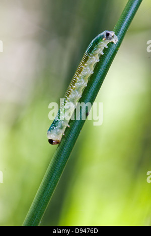 Grüne Raupe auf Soft Rush (Juncus Effusus). Stockfoto