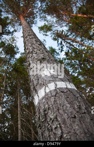 Niedrigen Winkel Ansicht Pinie mit Trail-Markierungen Stockfoto