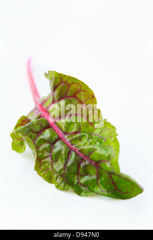 Regenbogen Mangold Blatt auf weißem Hintergrund Stockfoto