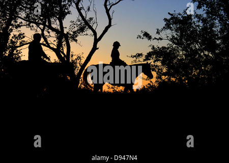 Reportageaufnahme von Pferden Sonnenuntergang spazieren. Stockfoto