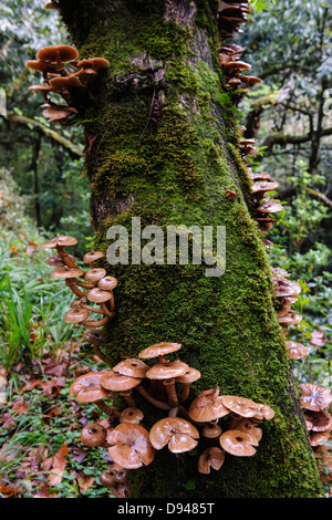 Pilze und Moos auf Baumstamm Stockfoto