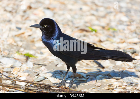 Boot-angebundene Grackle, Quiscalus major, Männlich Stockfoto